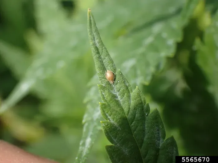 Clusters of small green, black or yellow insects on new growth