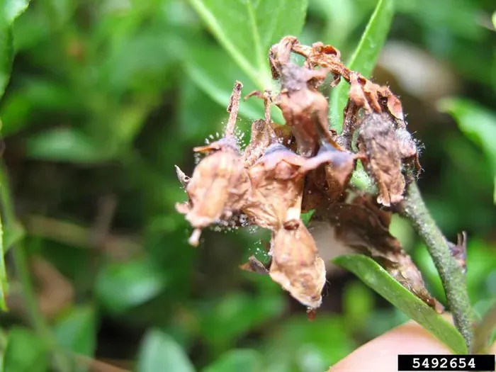 Grey, fuzzy mold on flowers, buds or fruit