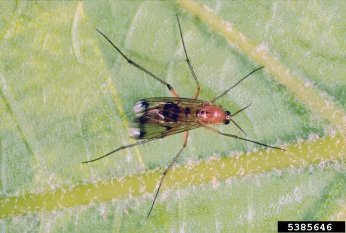 Tiny black flies hovering around the base of plants