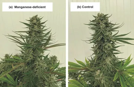 Interveinal chlorosis on young leaves (yellow tissue, green veins)