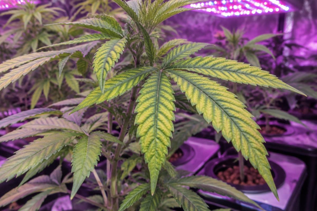 Yellowing between the leaf veins while the veins stay green