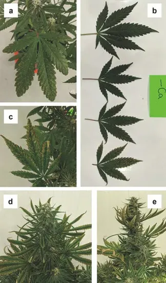 Interveinal yellowing on older leaves first