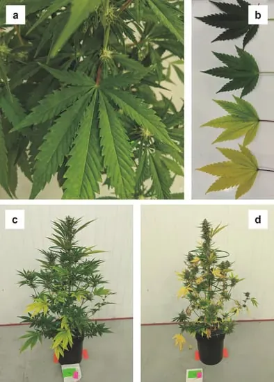 Lower, older leaves yellowing first