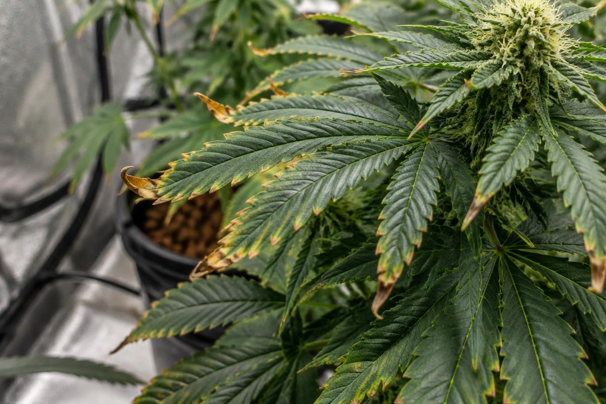 Dry, yellow-brown leaf tips that curl up