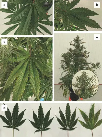 Dark green or purplish leaves, especially undersides and stems