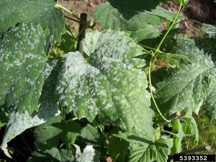White, powdery spots on the upper side of leaves