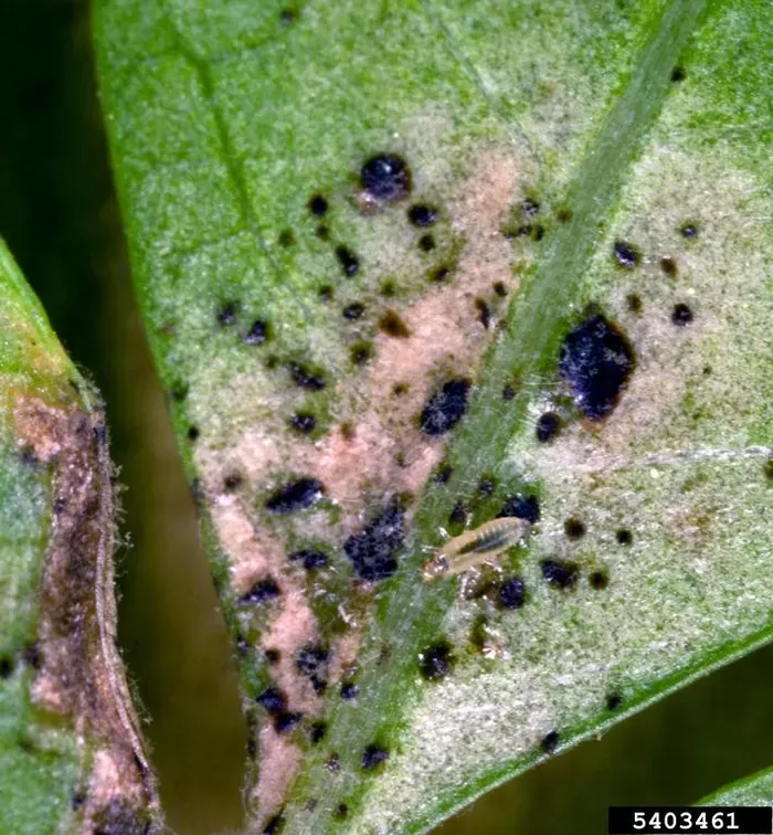 Silvery streaks or patches on leaves