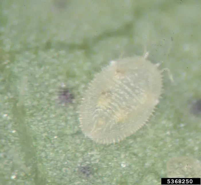 Clouds of tiny white flies when plants are disturbed